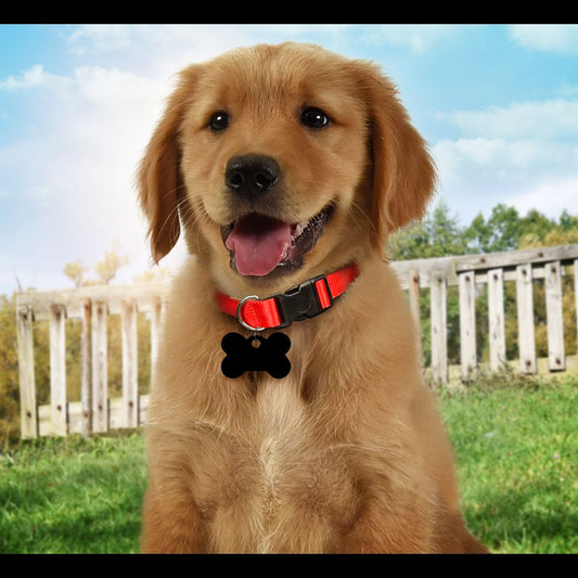 Solid Color Pet Tags